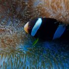 Anemonenfisch auf den Malediven