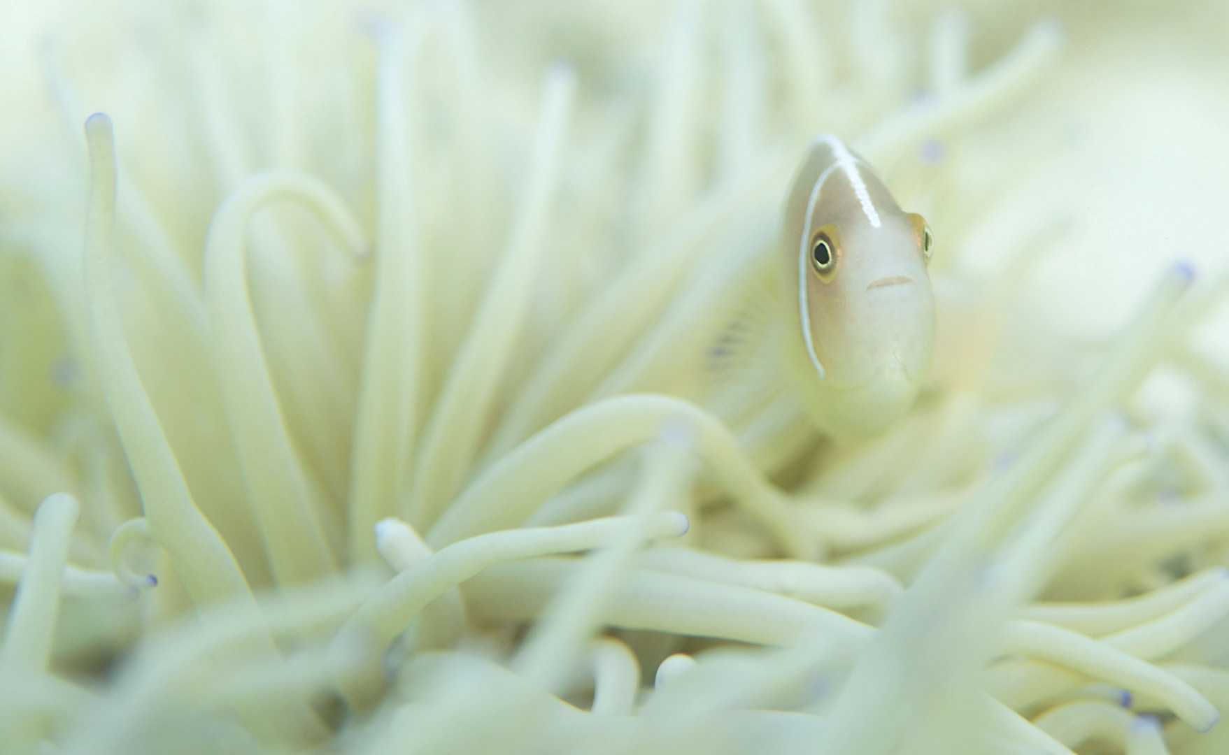 Anemonenfisch