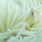 Anemonenfisch