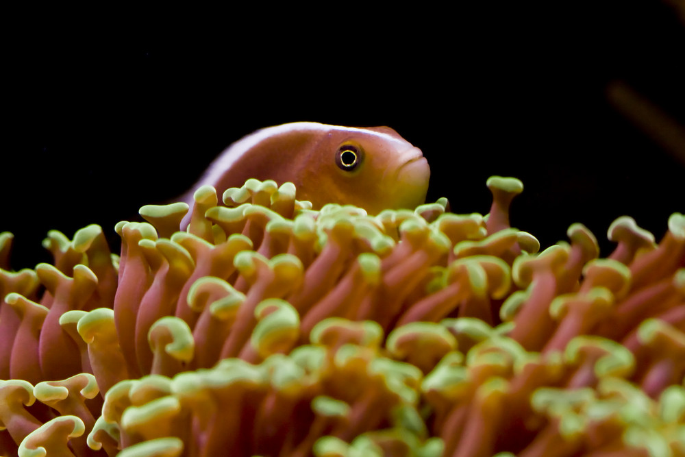 anemonenfisch
