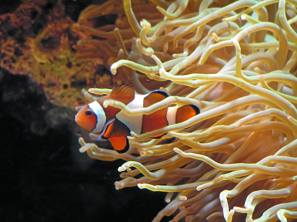 Anemonenfisch