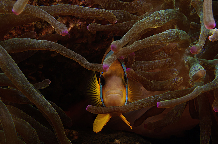 Anemonenfisch