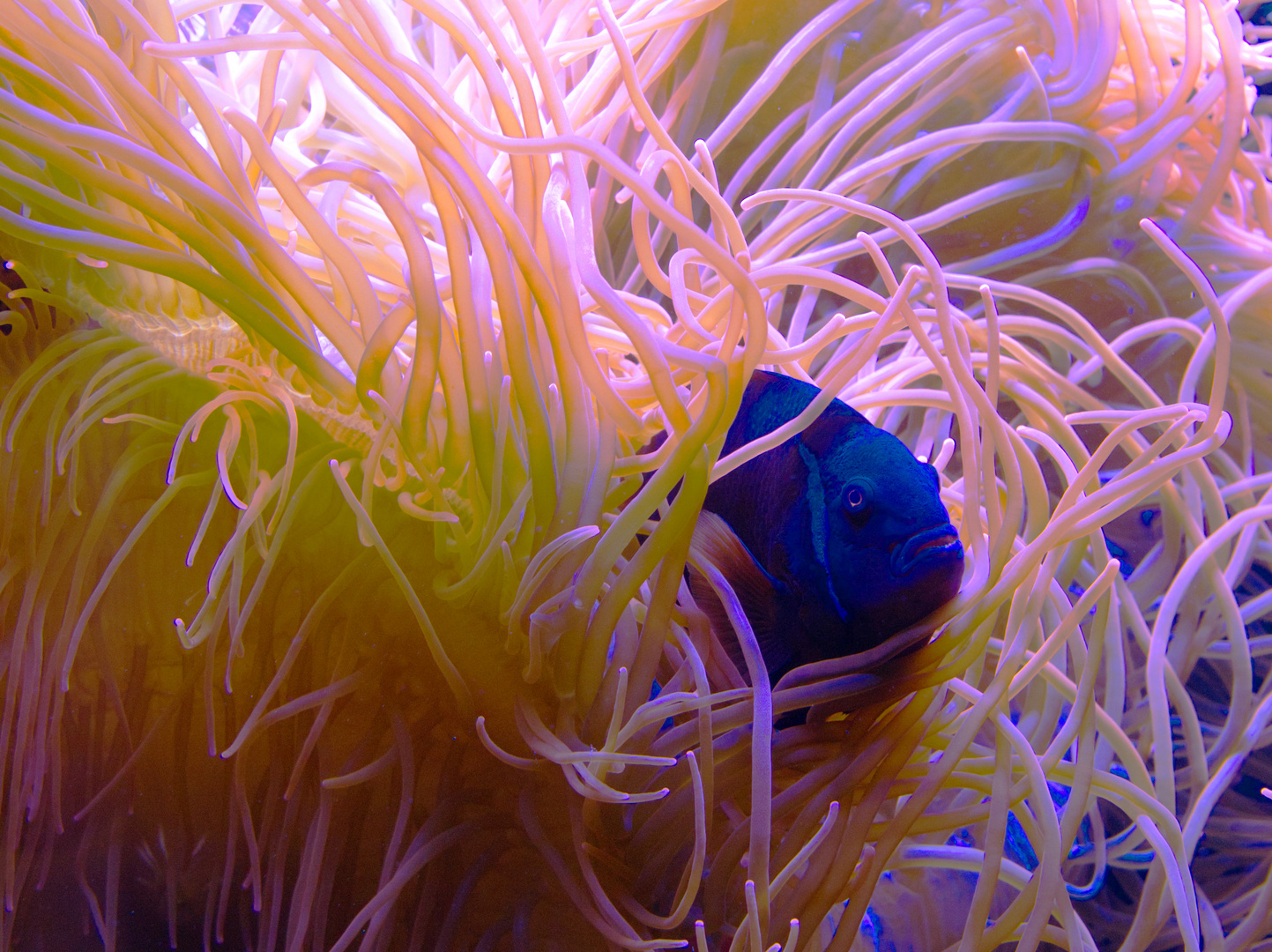 Anemonenfisch