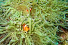 Anemonenfisch