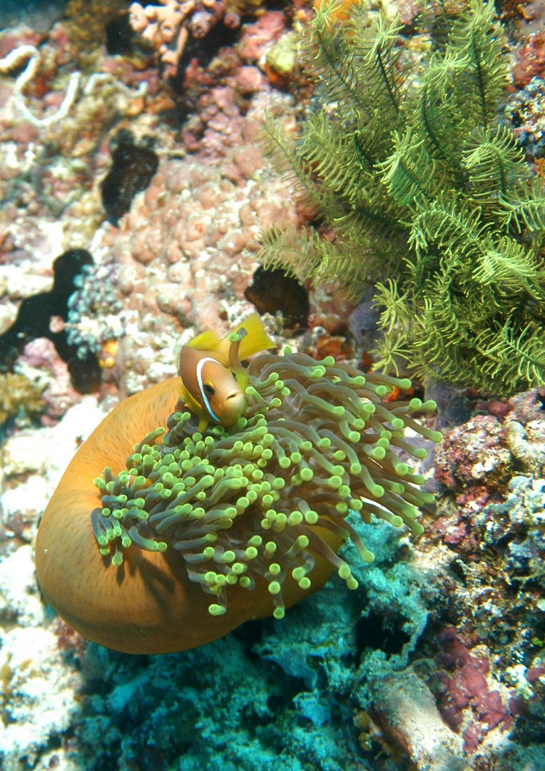 Anemonenfisch Foto & Bild | unterwasser, uw-salzwasser, natur-kreativ