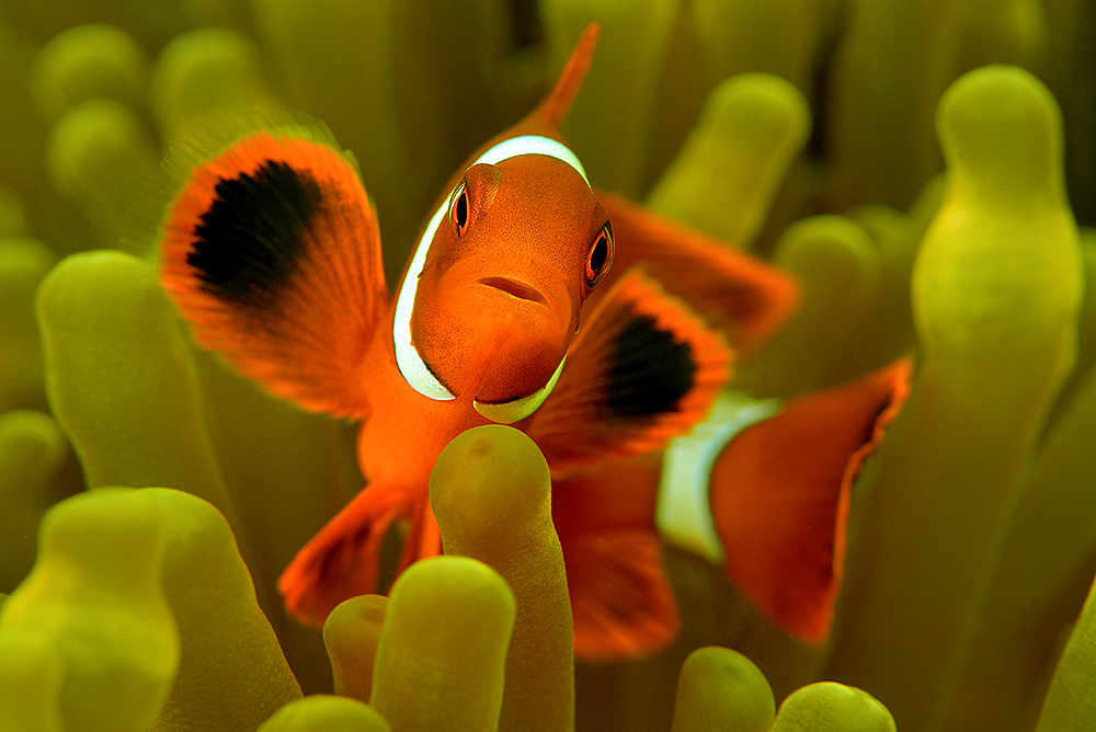 Anemonenfisch Foto & Bild | unterwasser, uw-salzwasser, natur-kreativ