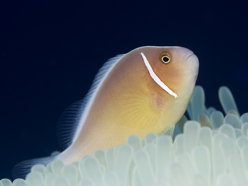 Anemonenfisch II