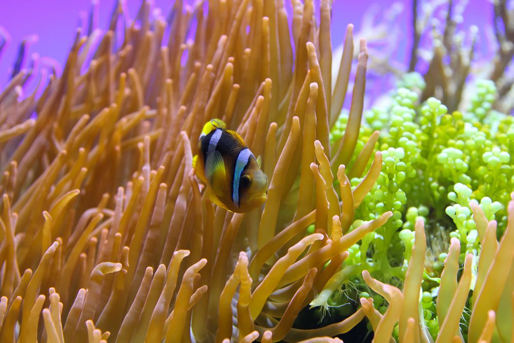 Anemonenfisch im Meereszentrum Fehmarn