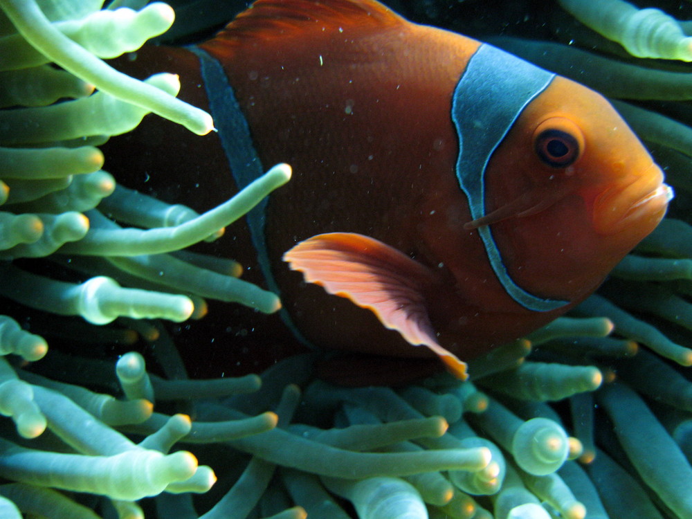 Anemonenfisch - immer wieder schön