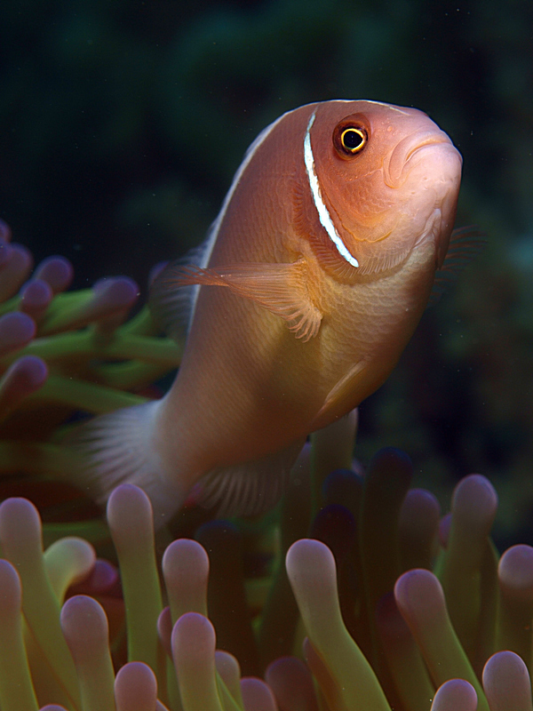 Anemonenfisch in Drohhaltung