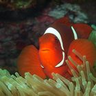 Anemonenfisch | In glühendem Rot