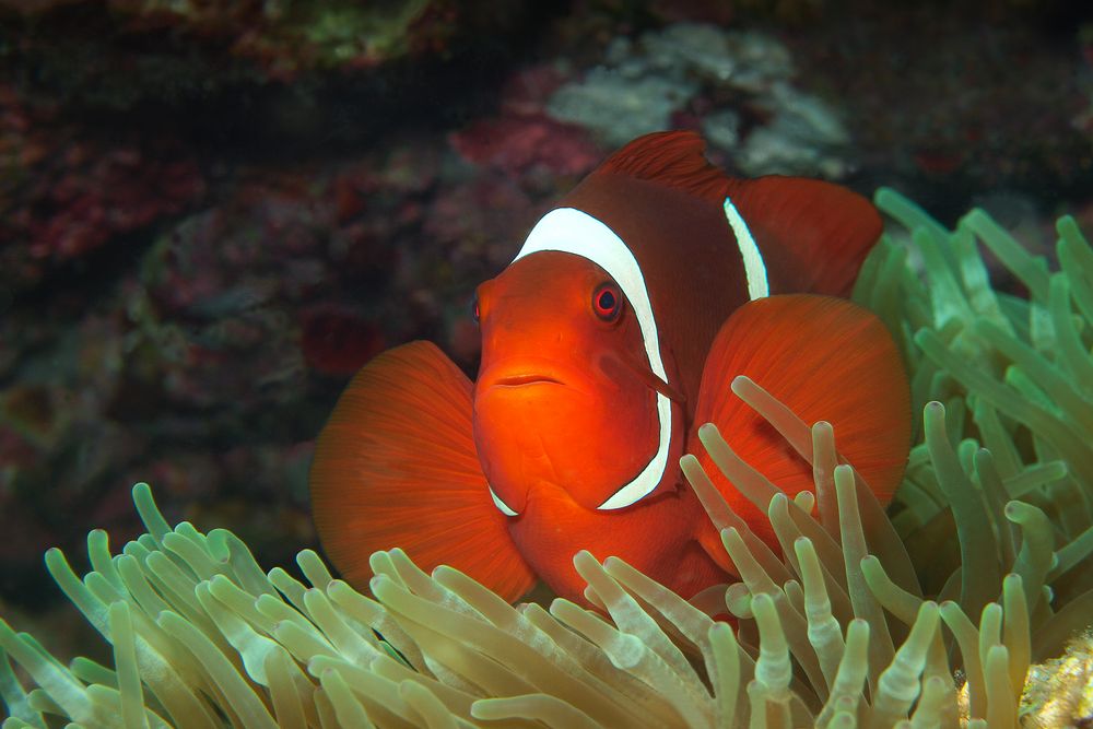 Anemonenfisch | In glühendem Rot