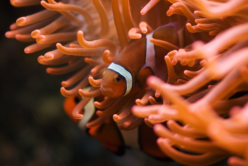 Anemonenfisch in heimischen Gefilden