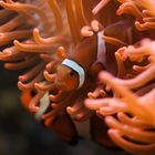 Anemonenfisch in heimischen Gefilden