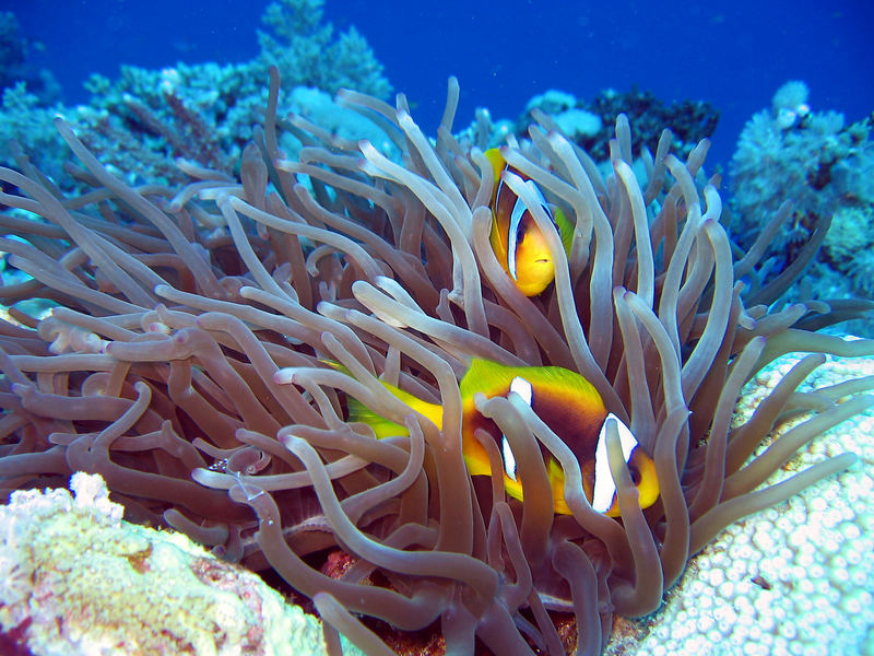 Anemonenfisch in Marsa Alam