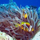 Anemonenfisch in Marsa Alam