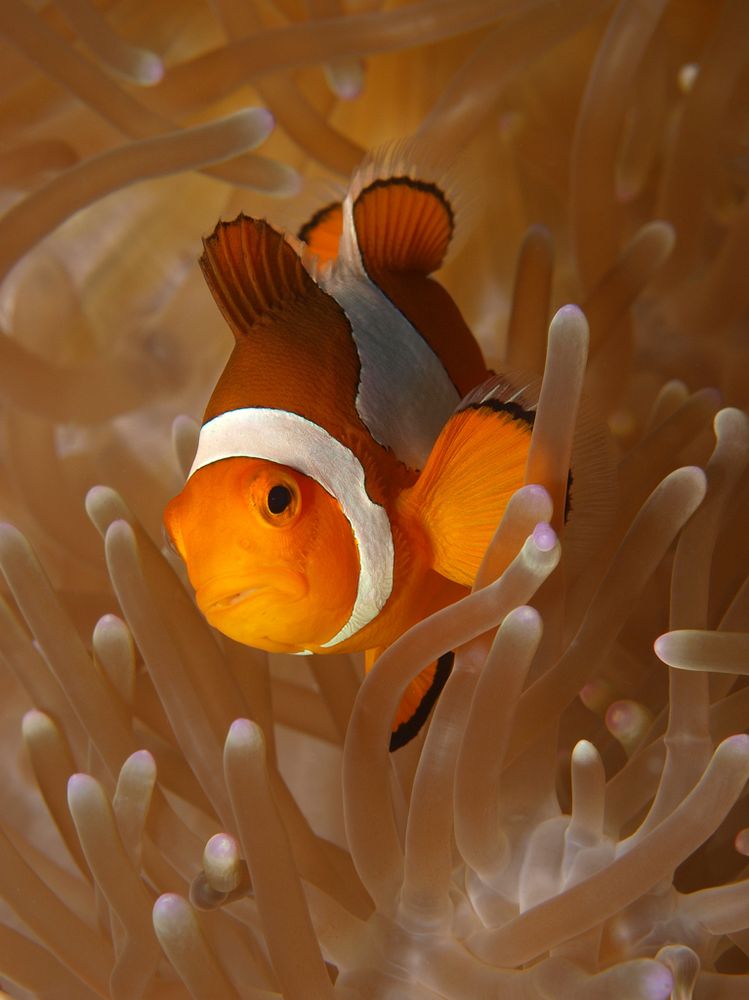 Anemonenfisch oder Clownfisch