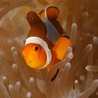 Anemonenfisch oder Clownfisch