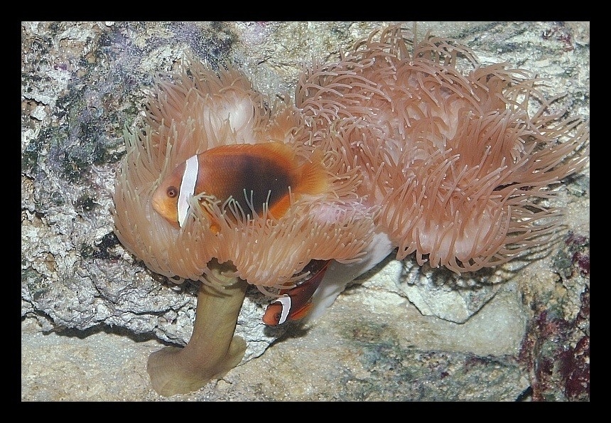 Anemonenfisch pärchen