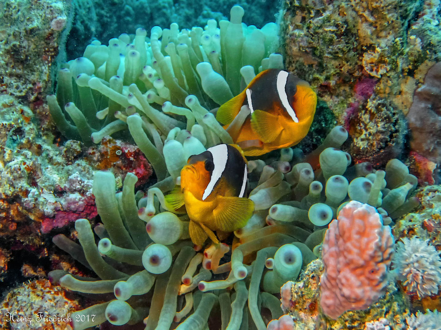 Anemonenfisch Pärchen Foto & Bild | tiere, unterwasser, uw-salzwasser
