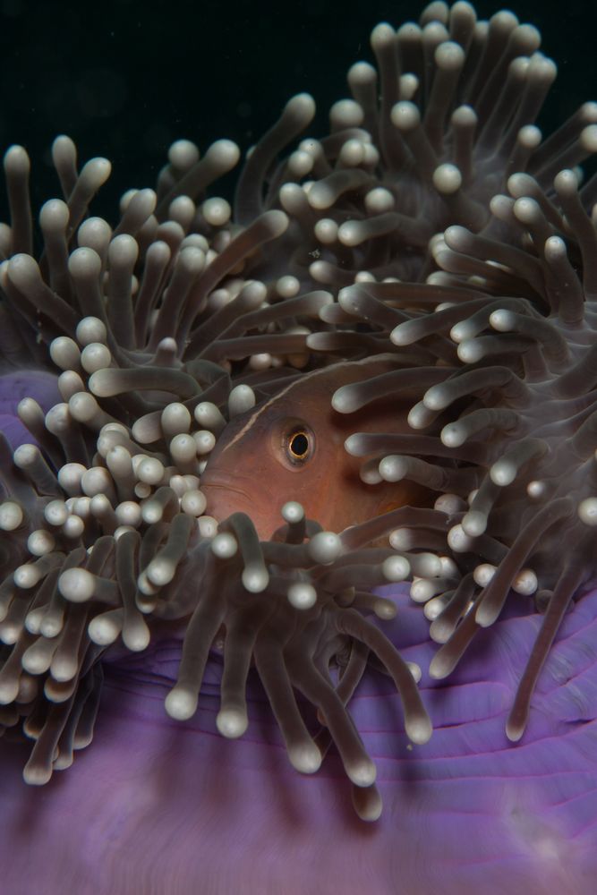 Anemonenfisch versteckt