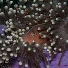 Anemonenfisch versteckt