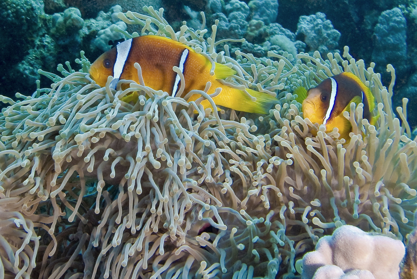 Anemonenfischchen