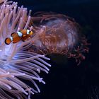 Anemonenfische