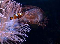 Anemonenfische