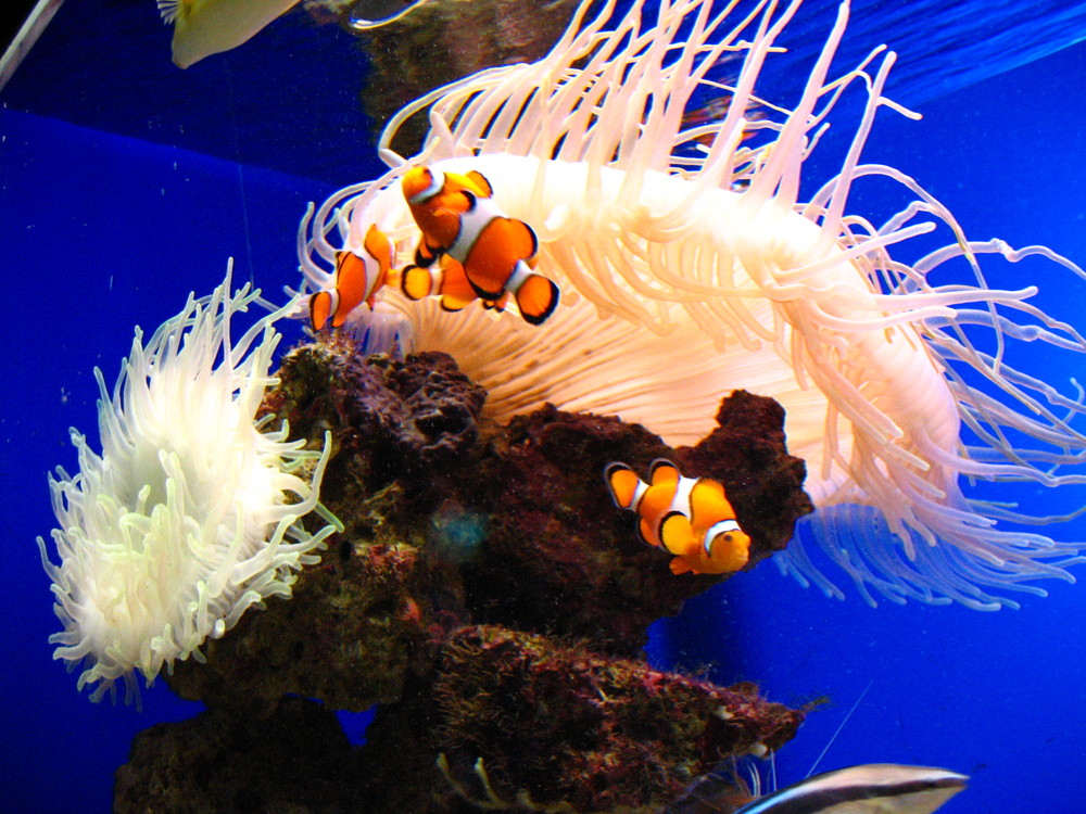 Anemonenfische