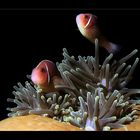 Anemonenfische