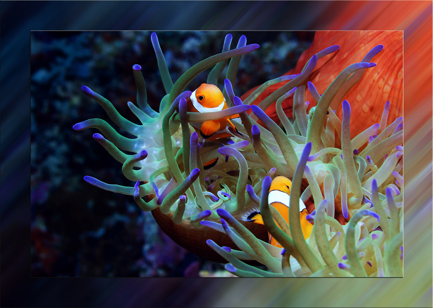 Anemonenfische