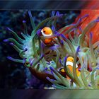 Anemonenfische