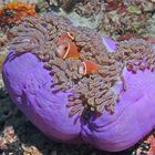 Anemonenfische