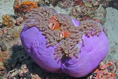 Anemonenfische