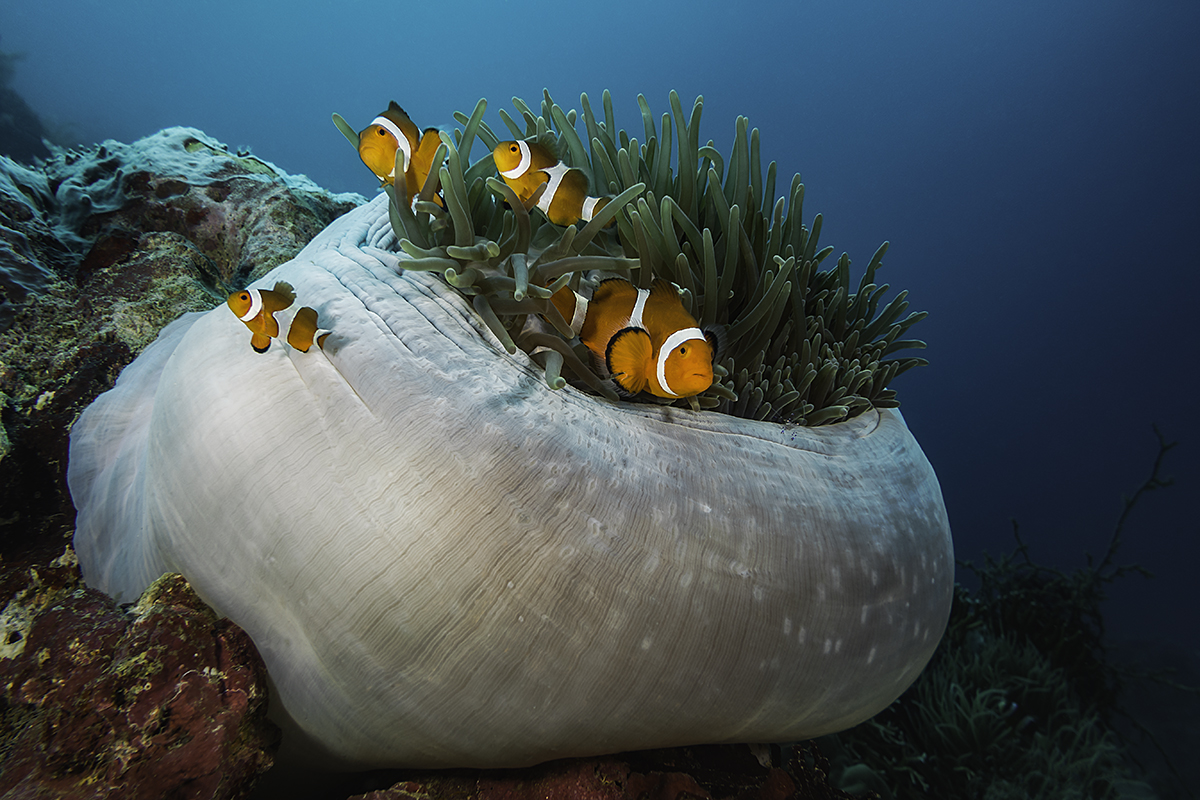 * Anemonenfische (Amphiprion ocellaris) * Foto & Bild | unterwasser, uw
