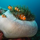 * Anemonenfische (Amphiprion ocellaris) *