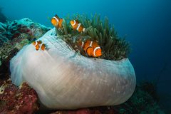 * Anemonenfische (Amphiprion ocellaris) *