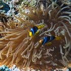 Anemonenfische bei Shaab Marsa Alam