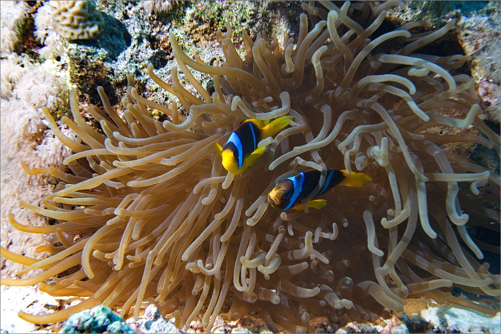 Anemonenfische bei Shaab Marsa Alam