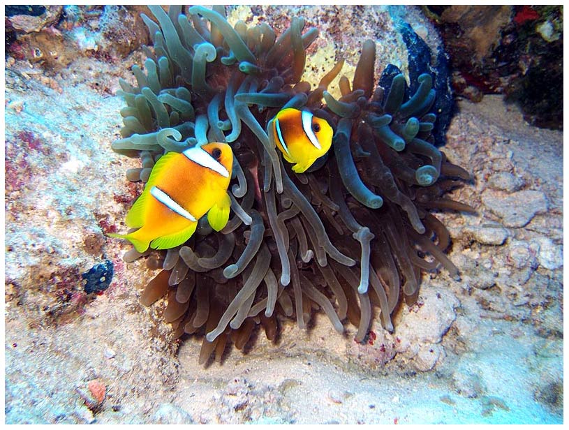 Anemonenfische