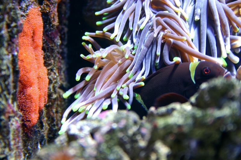 Anemonenfische mit nachwuchs ?
