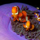 Anemonenfische | Streitbare Gesellen
