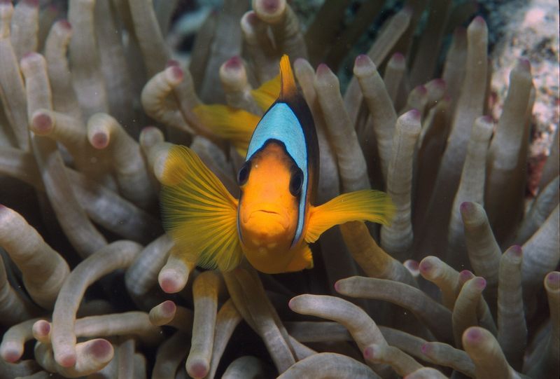 Anemonenfish