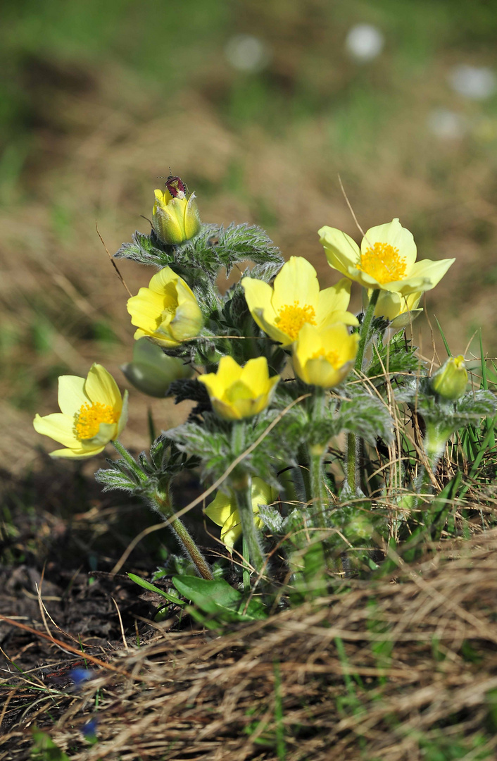 Anemonengruppe