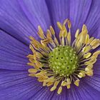 Anemonenherz