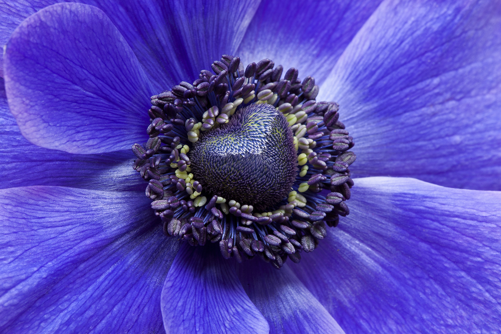 Anemonenherz