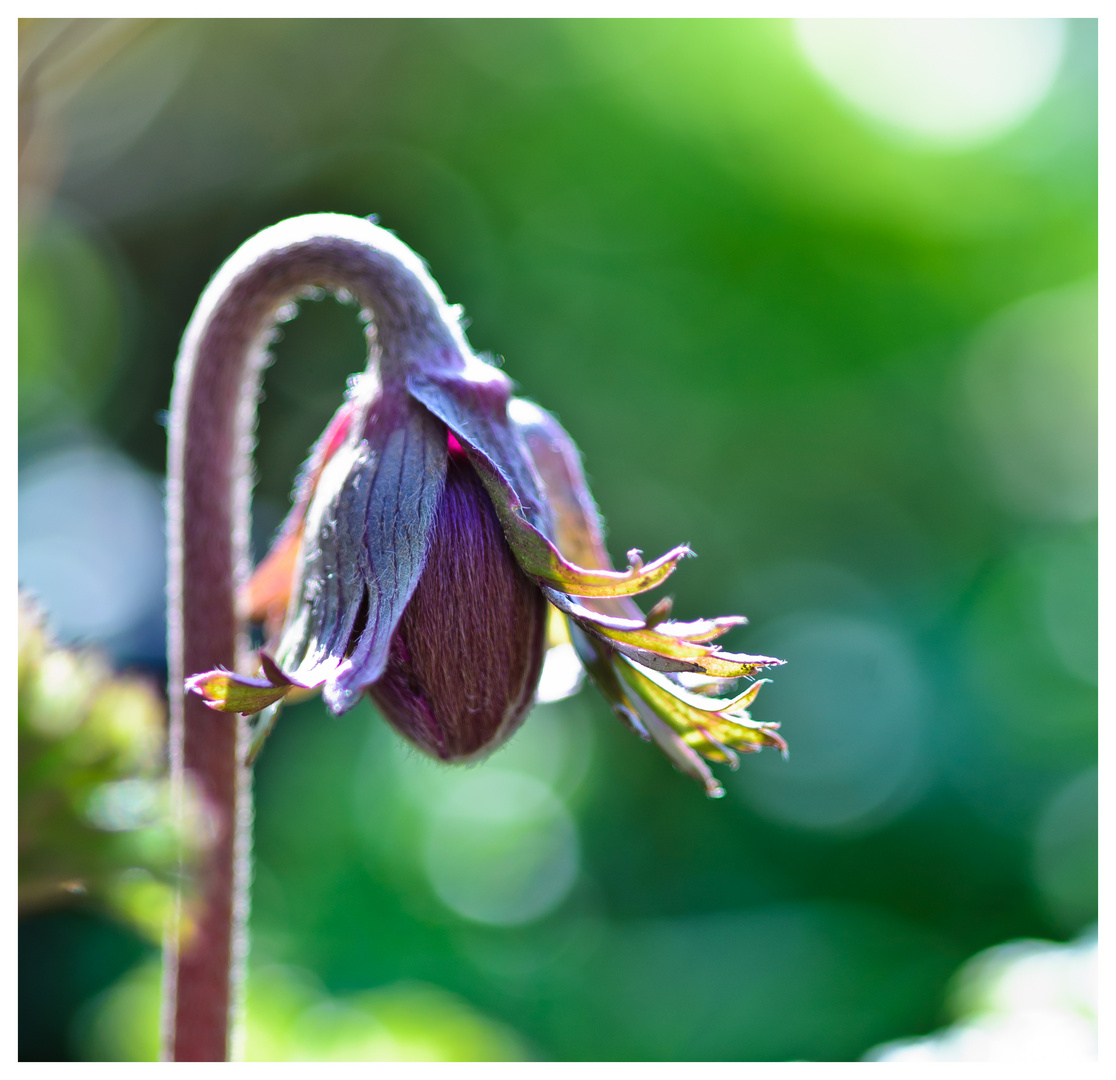 Anemonenknospe ...der Frühling kommt!!!