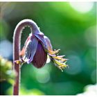 Anemonenknospe ...der Frühling kommt!!!