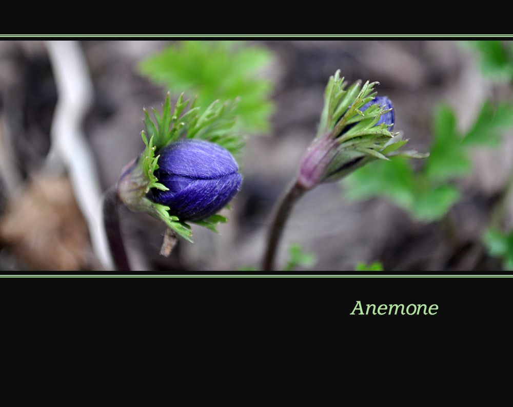 **Anemonenknospen**